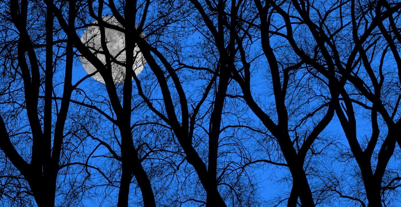 Creepy image showing full moon behind twisted tree trunks 