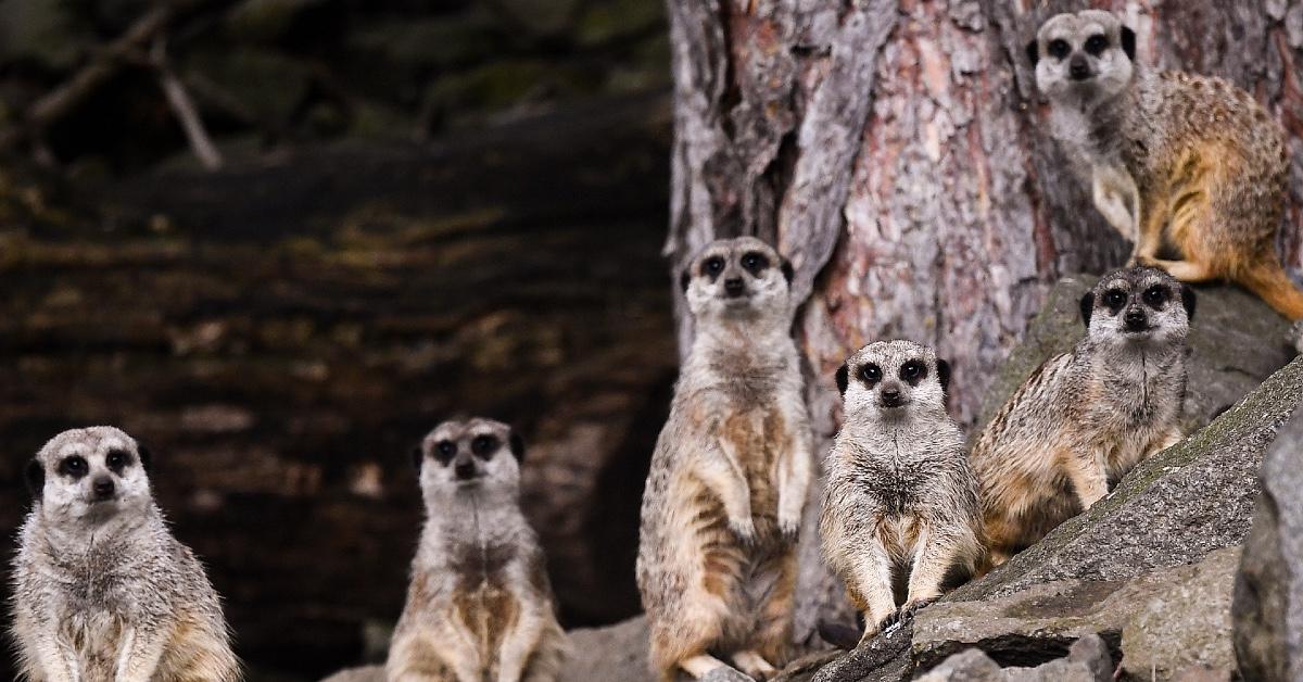 Meerkats at the Edinburgh Zoo.