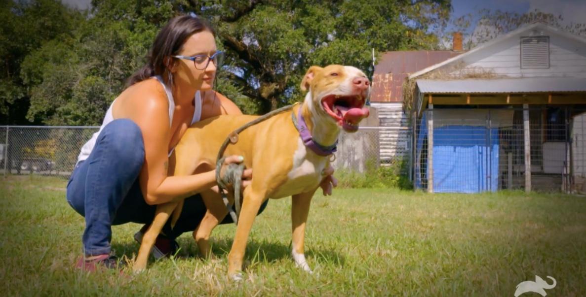 Here's Why 'Pit Bulls and Parolees' Is Ending