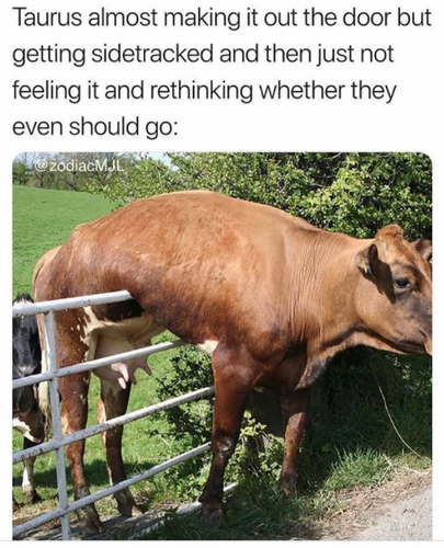 Taurus in Quarantine Memes: Relatable Memes That Capture Taurus Energy