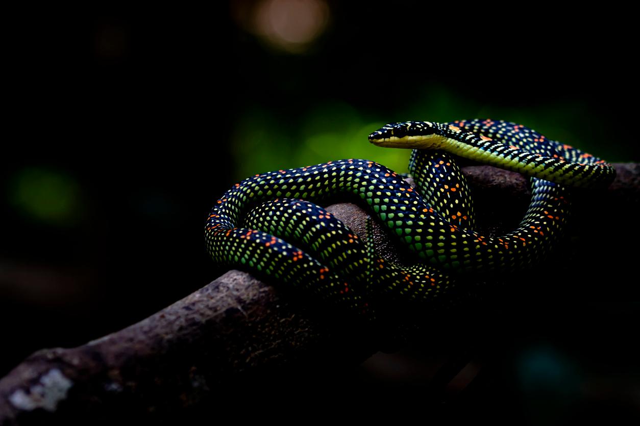 Flying Snakes  National Geographic