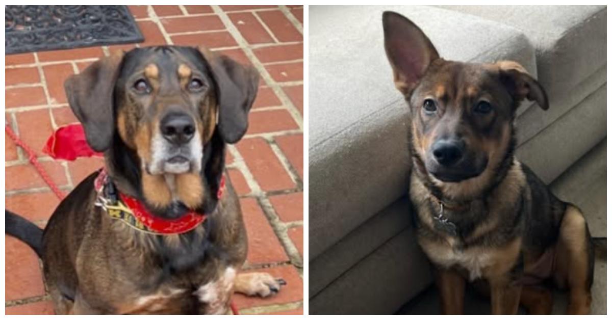 (L-R) SamDog and Roo.