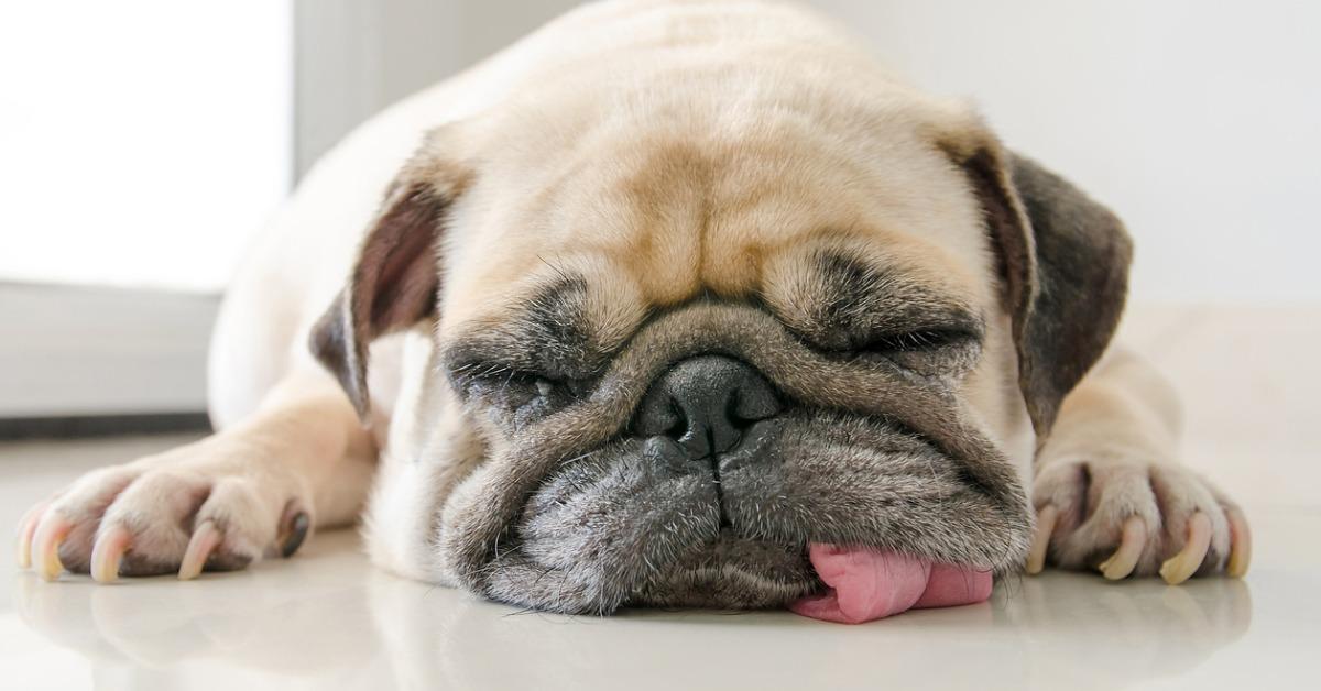 funny sleepy pug dog with gum in the eye sleep rest on floor picture id