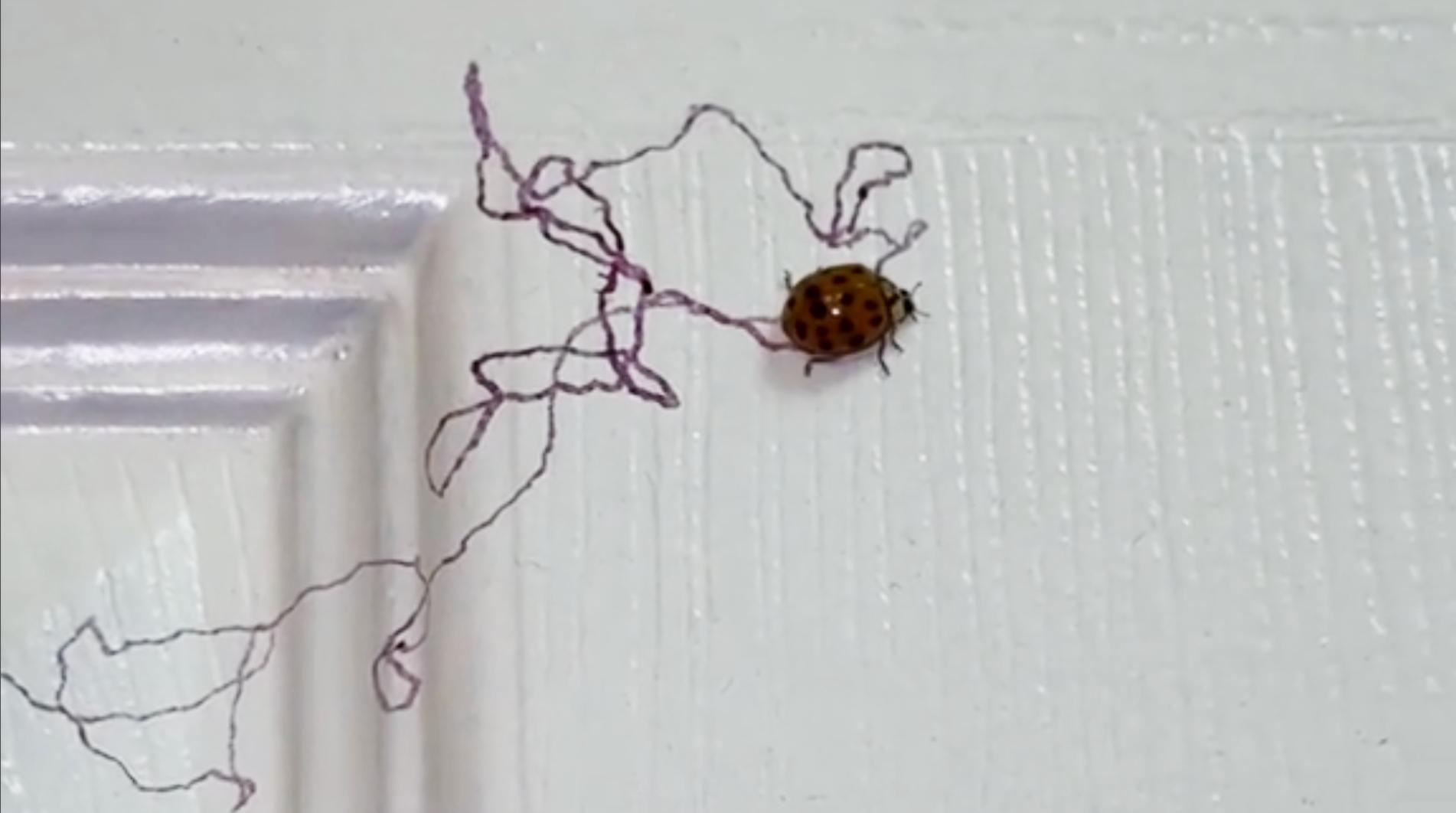 Ladybug appears to draw lines