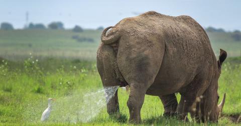 hilarious animal photos