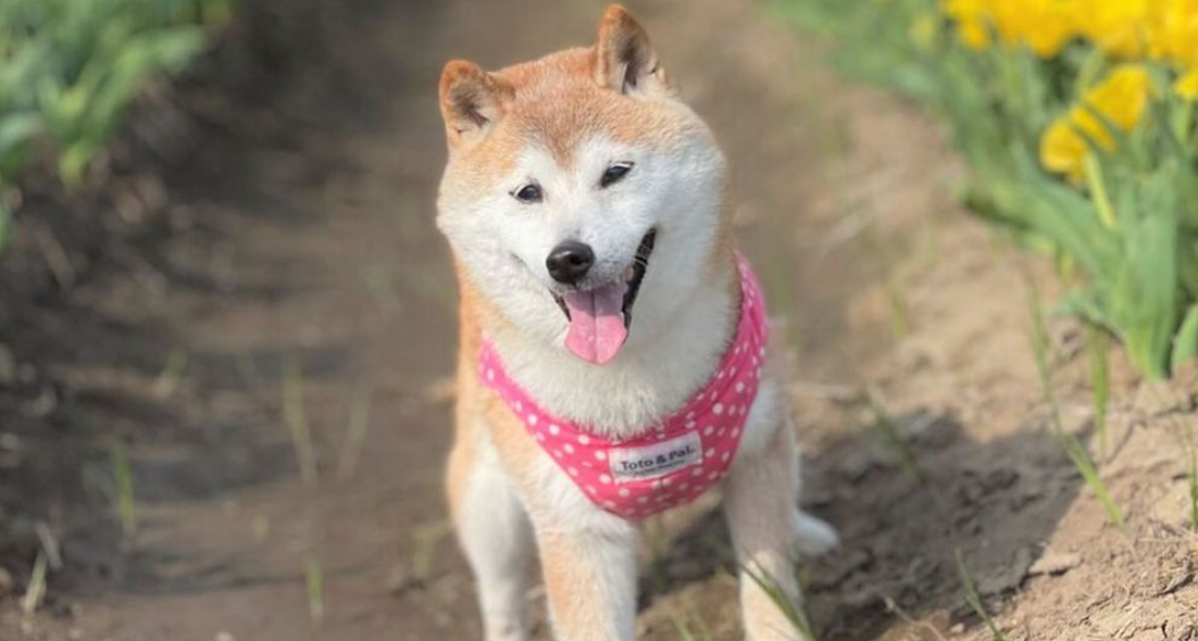 shiba inu doge original