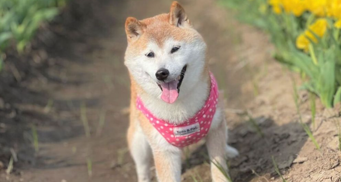 Who Is The Dogecoin Dog In Real Life What Breed Is The Dogecoin Dog who-is-the-dogecoin-dog-in-real-life-what-breed-is-the-dogecoin-dog