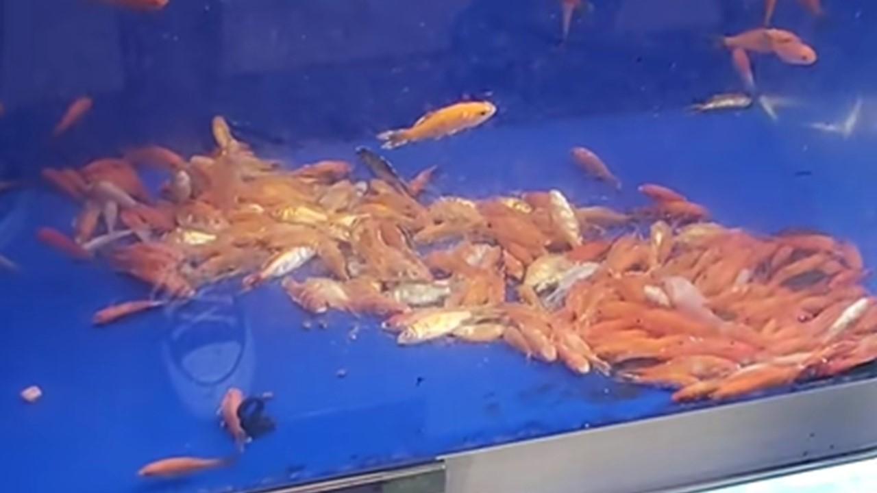 dead fish in tank