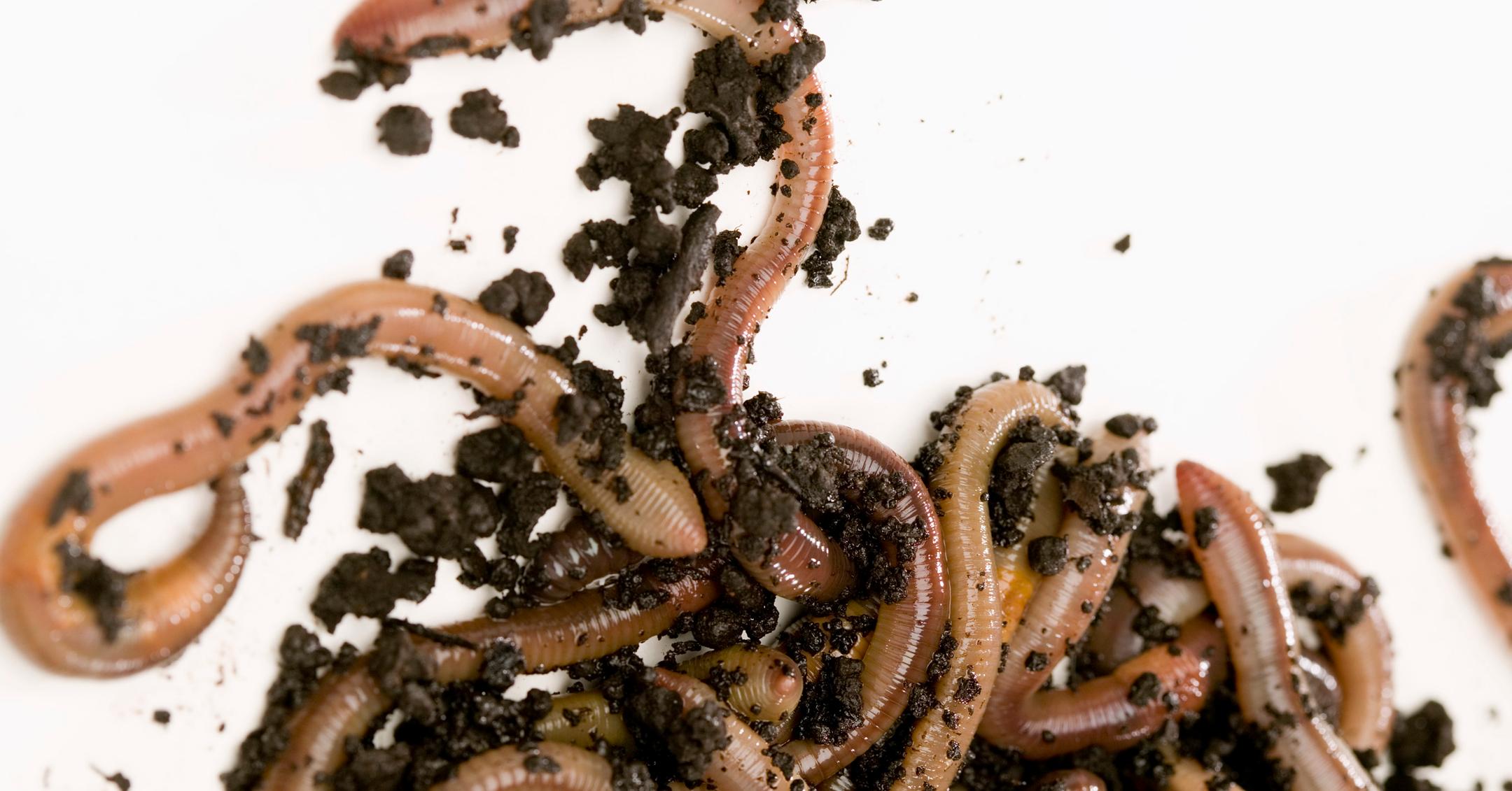 Why Do Worms Come out When It Rains? There Could Be a Lot of Reasons
