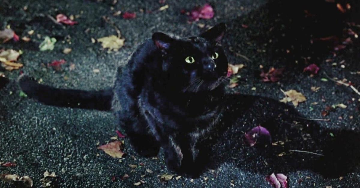 Thackery Binx in 'Hocus Pocus'