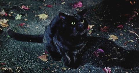 Thackery Binx in 'Hocus Pocus'