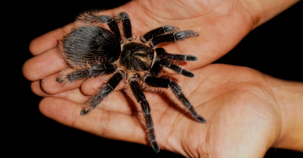 featured tarantula