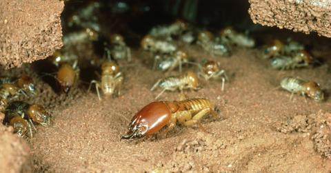 termites