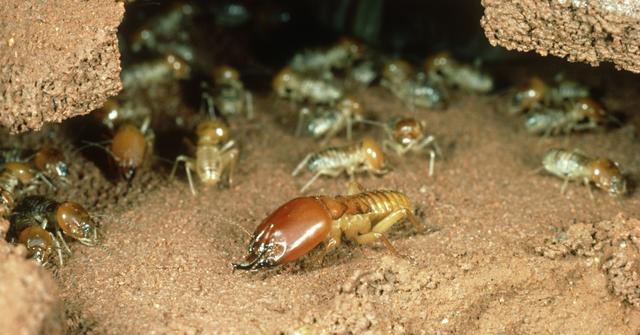termites