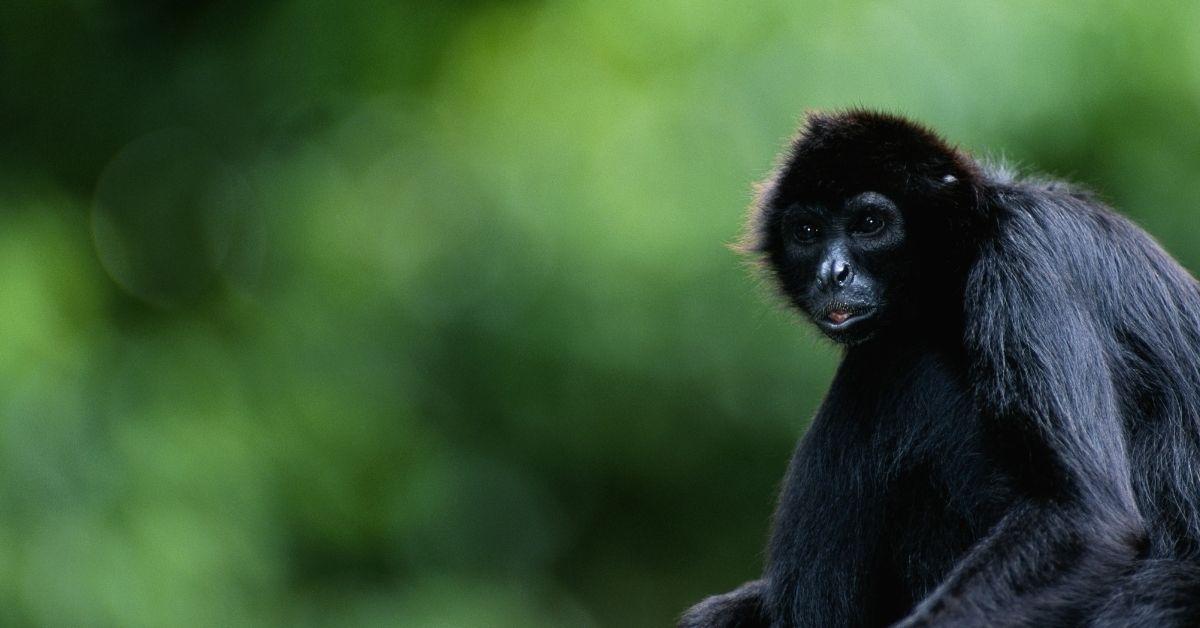 Woman Trespassed and Fed Zoo Monkeys Cheetos in Viral Video