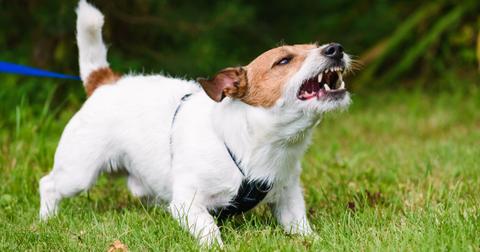angry-dog-aggressively-barking-and-defending-his-territory-picture-id1048217784-1561485834869.jpg