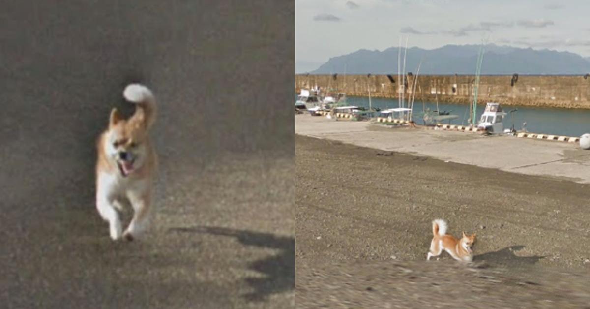 Google street view store dog