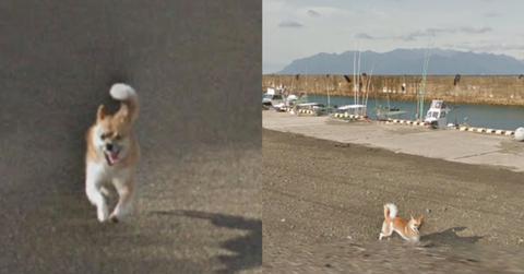 This Little Dog "Ruined" Every Frame Of A Google Street View By Chasing The Camera