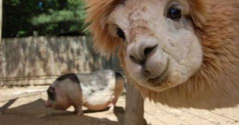6-animal-photobomb-1559573512133.jpg