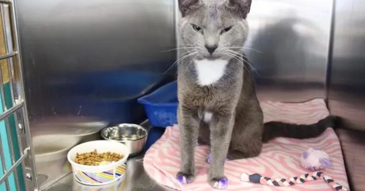 A stray cat with purple paws.