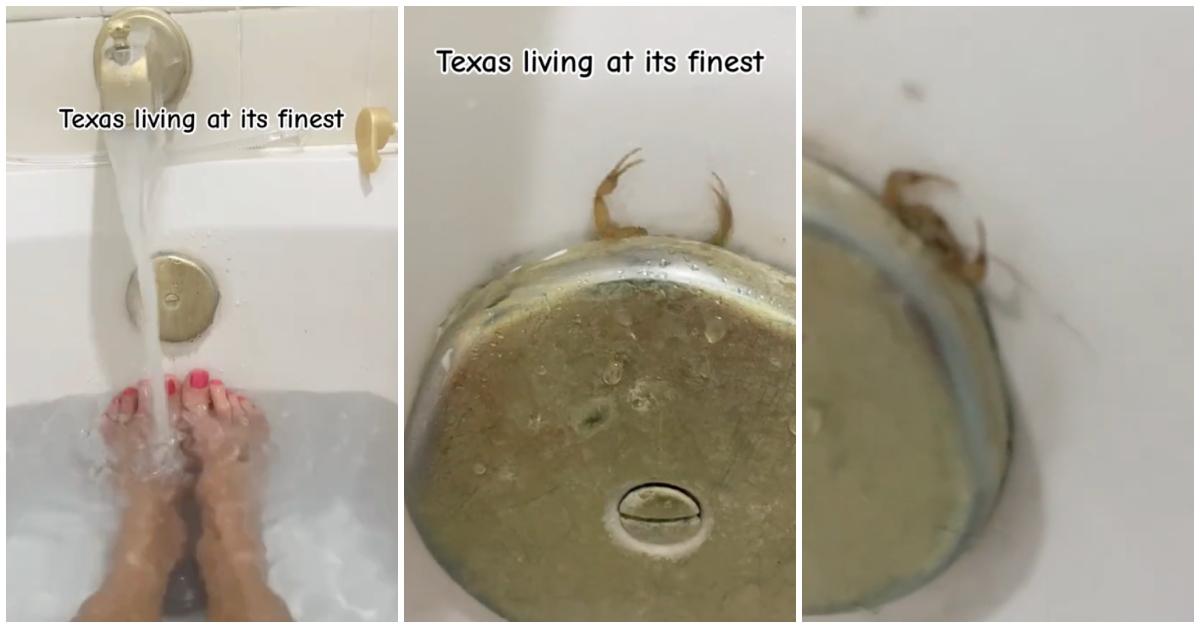 scorpion in texas bathtub drain