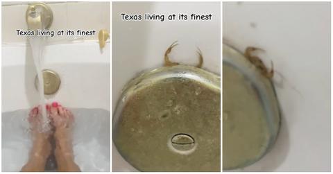 scorpion in texas bathtub drain