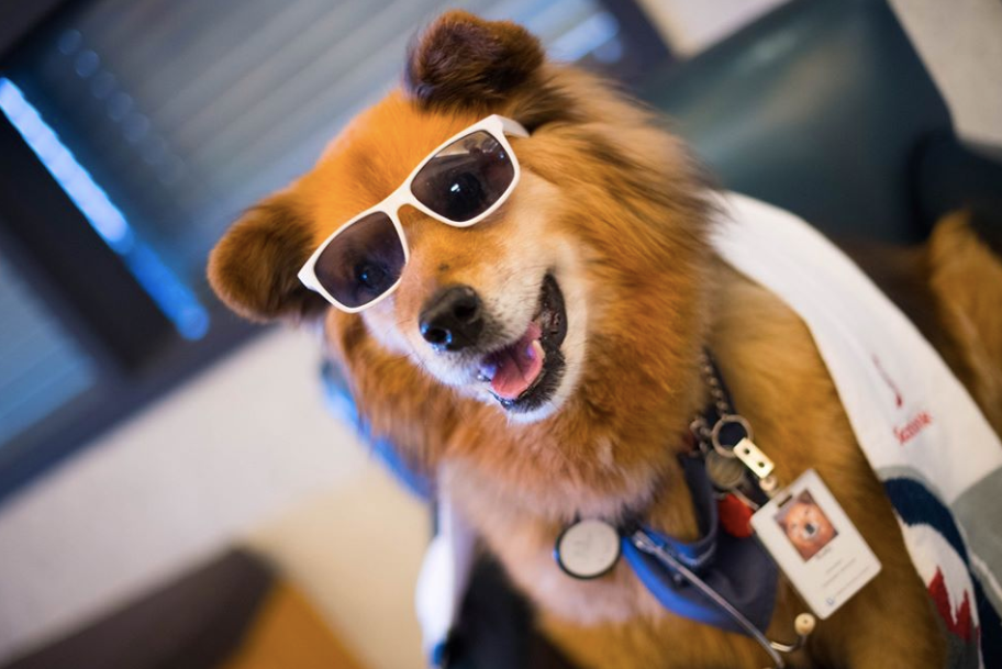 Rusty the therapy store dog