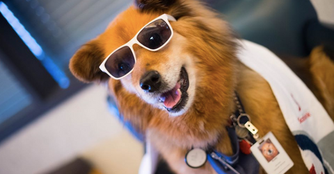 rusty the dog feature