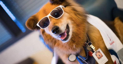 rusty-the-dog-feature-1582247860849.png