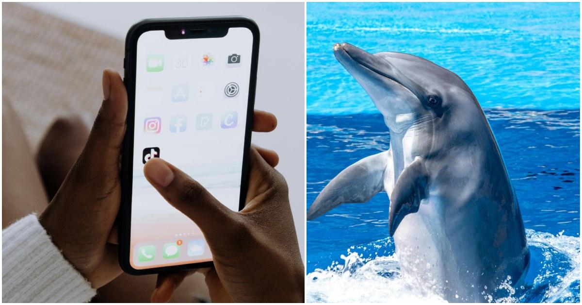 Who Is Gerald the Dolphin on TikTok? He’s Accused of a Kidnapping