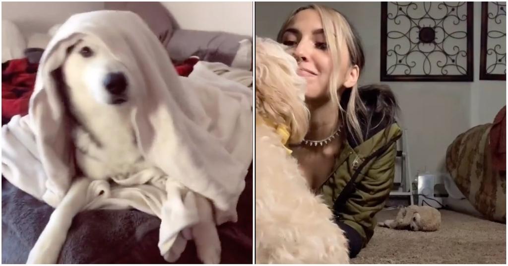 5 TikTok Pet Challenges That Are Perfect for National Puppy Day