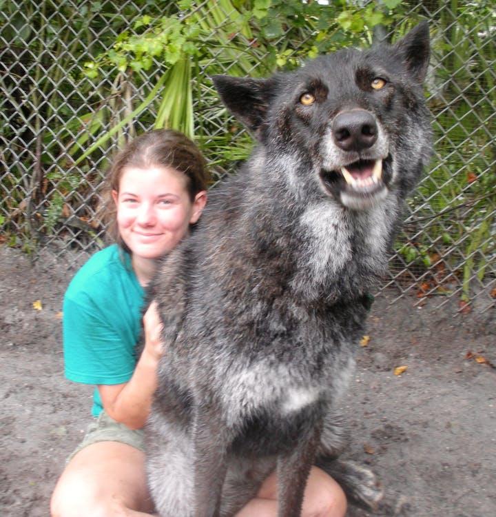 huge wolf hybrid
