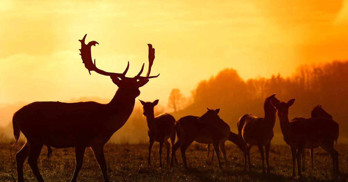 A bunch of deer silhouetted against the sun. 