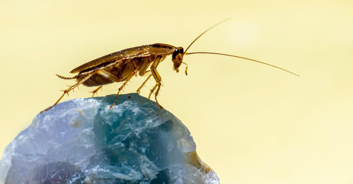 A cockroach perches on top of a rock