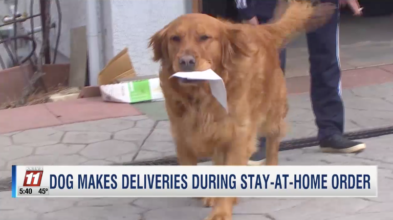 dog delivers groceries