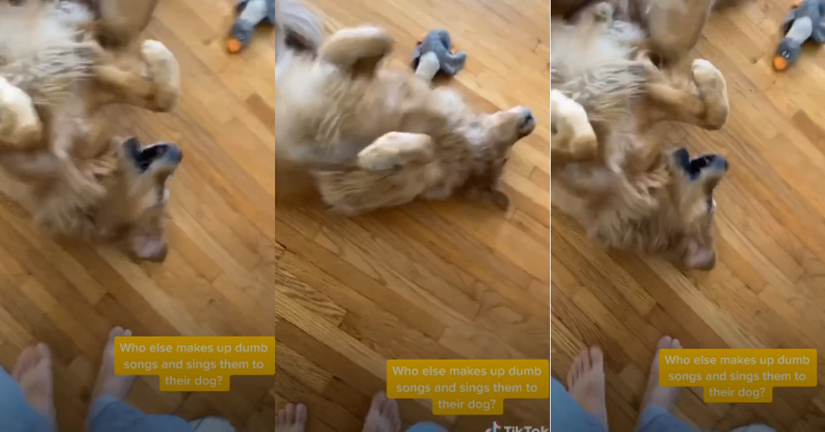 People Are Sharing Their Happy Dogs With This Adorable Tiktok Trend - annoying dog song roblox id