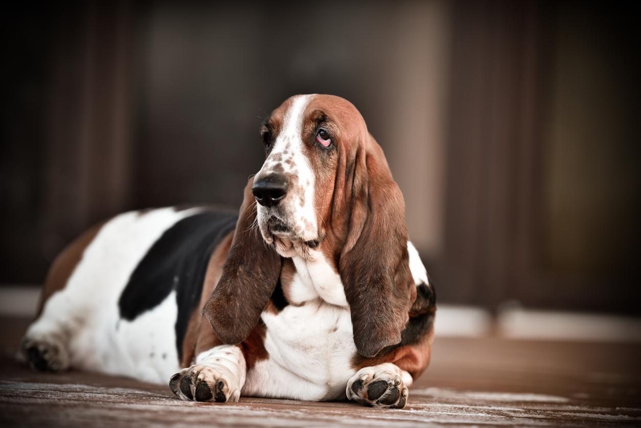 Dog Is Absolutely Not Impressed With Anyone At Doggy Day Care - The Dodo