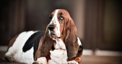 hound dog doggy daycare