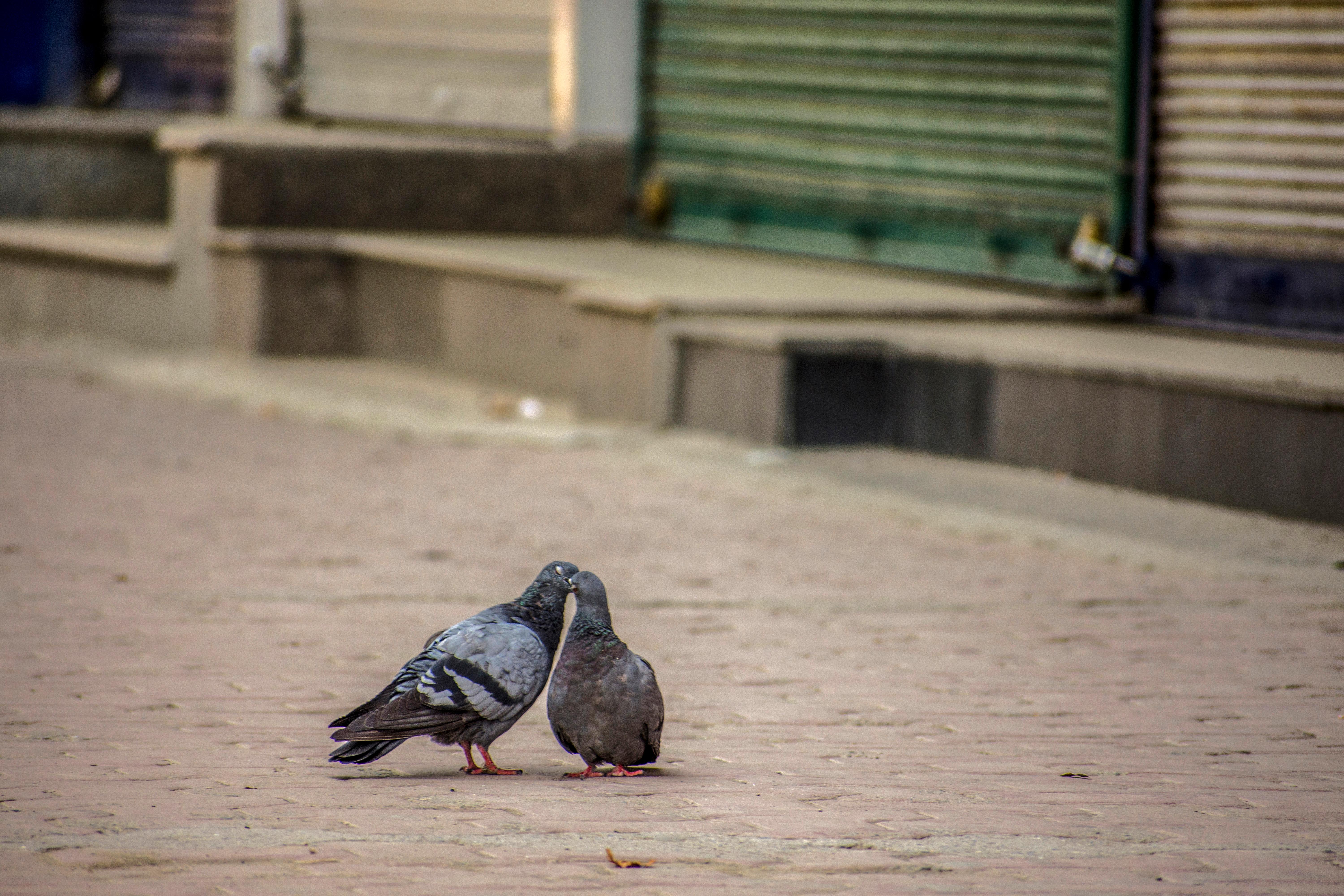 Pigeons