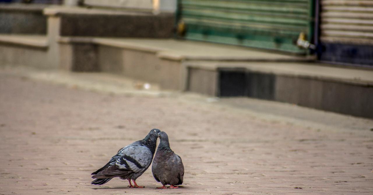 What Is Pigeon Milk in 'Animal Crossing'? Brewster's Favorite Milk