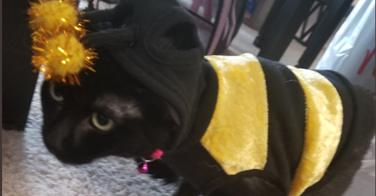 cat dressed as bumblebee