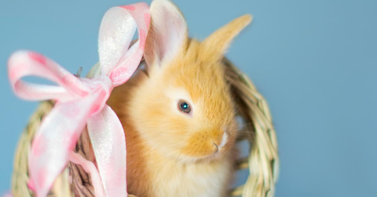 A easter bunny in a wooden basket with a pink ribbon