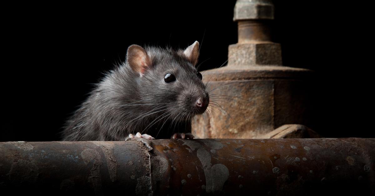 true-urban-legend-nyc-sewer-rat-1539638518400-1539638520679.jpg