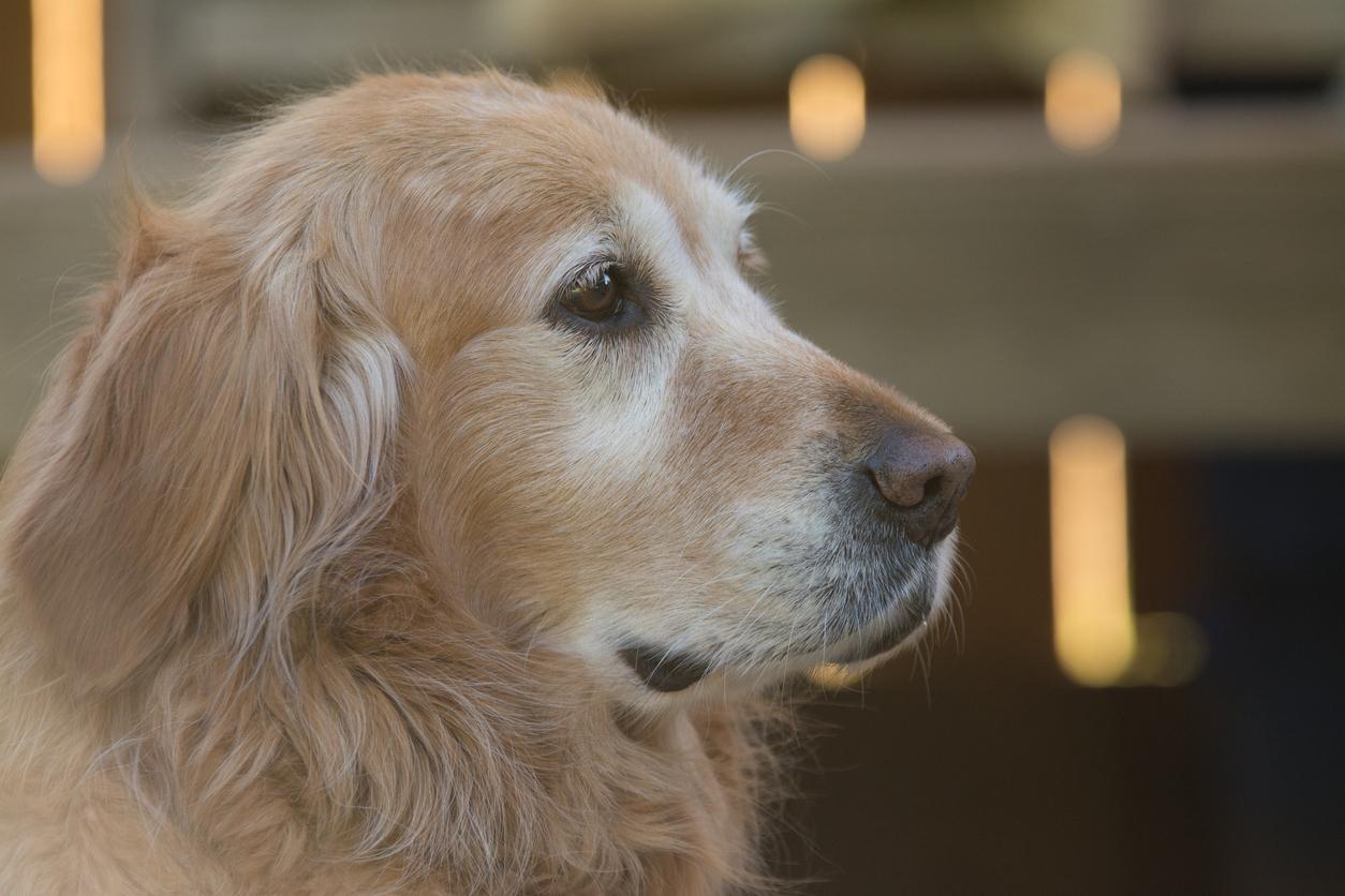 Golden Retriever Gets His Own Guide Dog After Losing Both Eyes