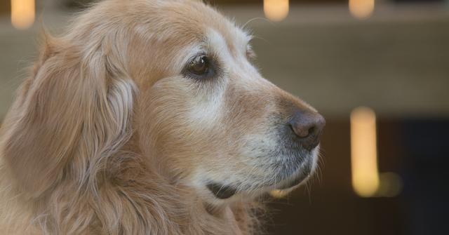 Golden Retriever Gets His Own Guide Dog After Losing Both Eyes