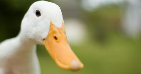 what does lame duck mean in politics