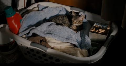 Kitten from 'Drag Me to Hell'