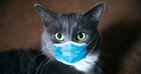 featured-cat-covid-1595860605967.jpg