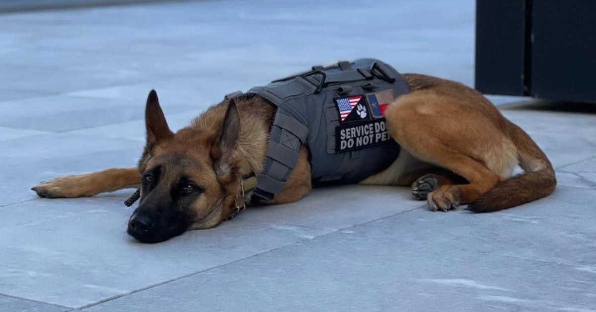 Lawrence Jones' service dog, Nala, laying down for a photo.