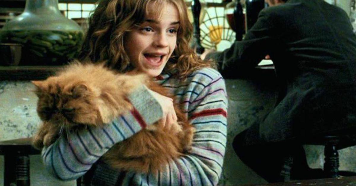 Hermione tient Pattenrond dans 